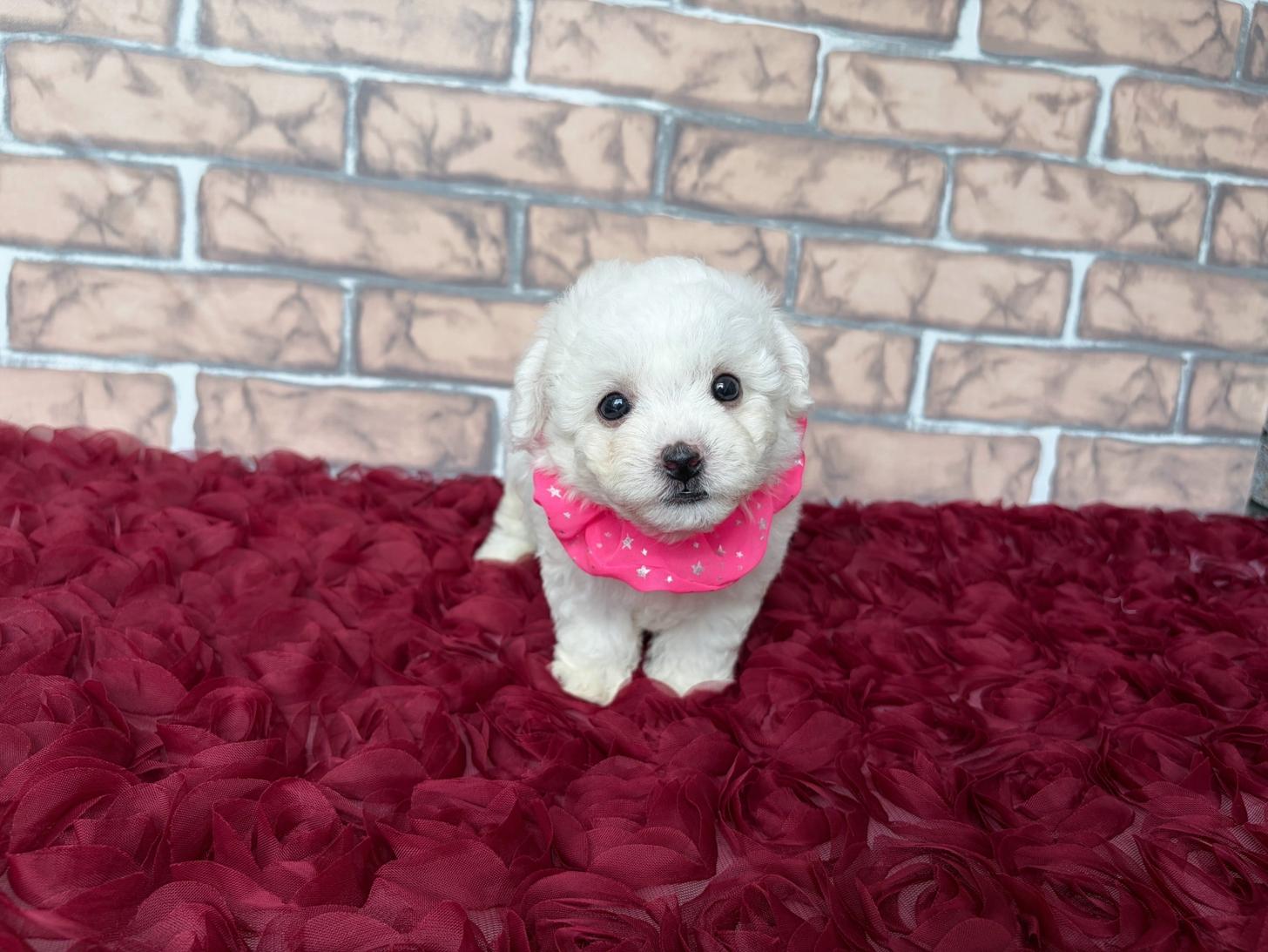 福岡県のビションフリーゼ (ぱぴぷぺっと福岡店/2026年2月13日生まれ/女の子/ホワイト)の子犬の1枚目の画像