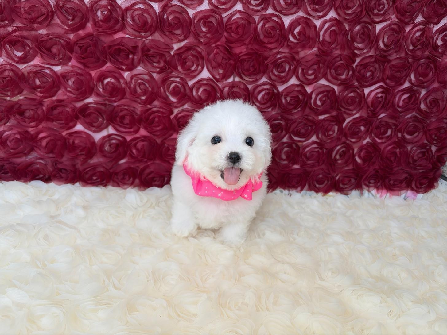 福岡県のビションフリーゼ (ぱぴぷぺっと福岡店/2026年2月13日生まれ/女の子/ホワイト)の子犬の1枚目の画像