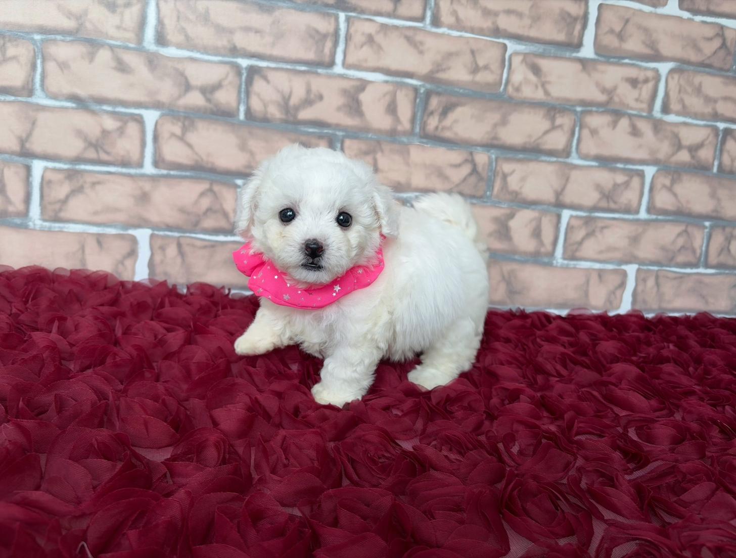 福岡県のビションフリーゼ (ぱぴぷぺっと福岡店/2026年2月13日生まれ/女の子/ホワイト)の子犬の2枚目の画像