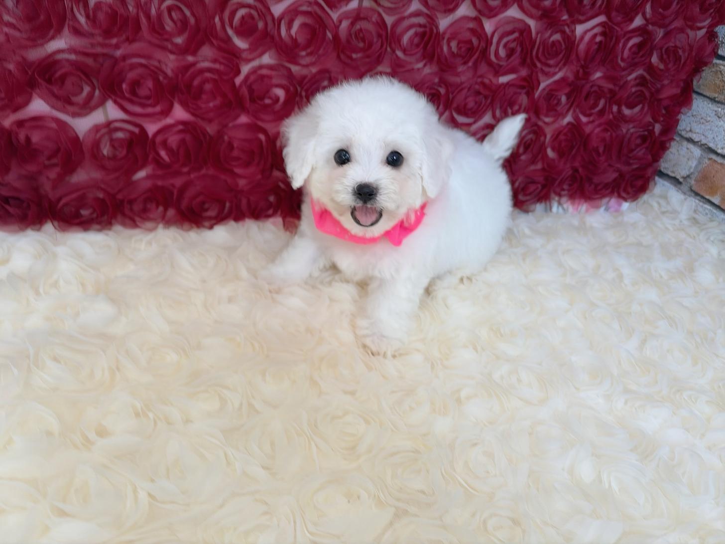 福岡県のビションフリーゼ (ぱぴぷぺっと福岡店/2026年2月13日生まれ/女の子/ホワイト)の子犬の2枚目の画像