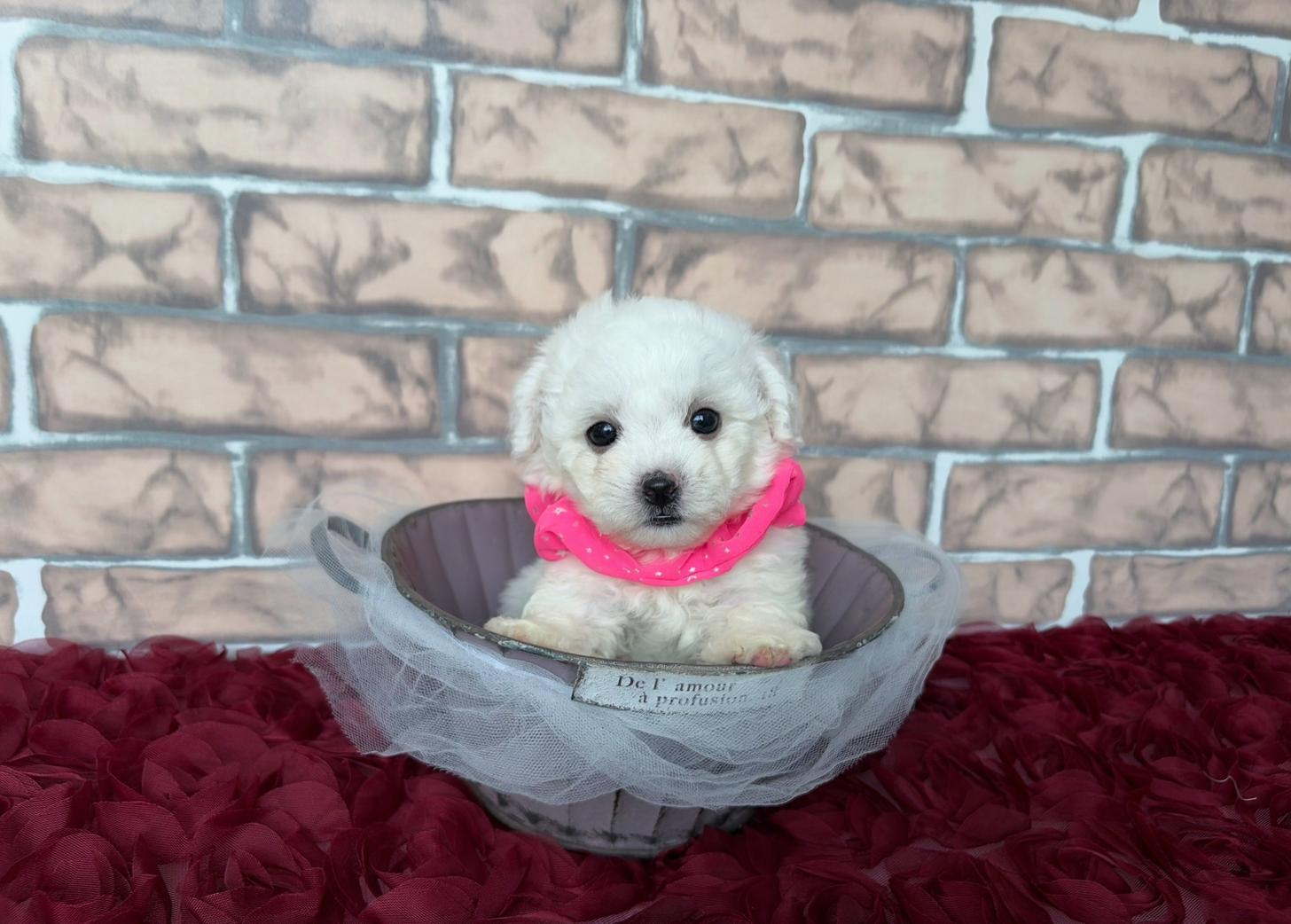 福岡県のビションフリーゼ (ぱぴぷぺっと福岡店/2026年2月13日生まれ/女の子/ホワイト)の子犬の3枚目の画像