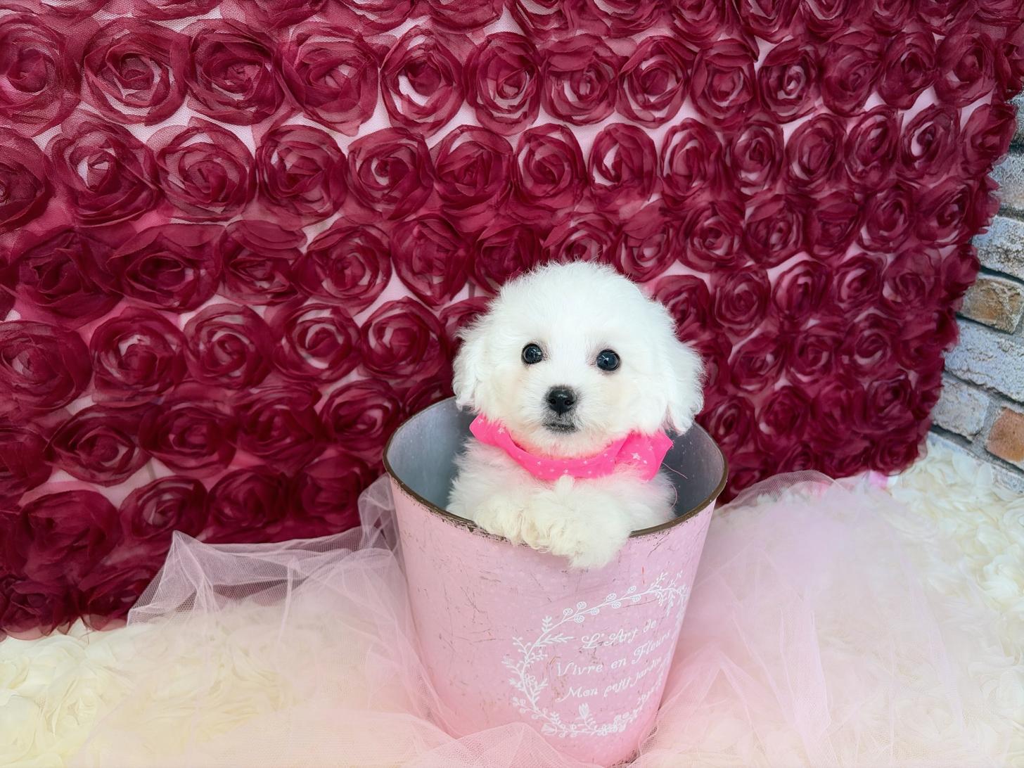 福岡県のビションフリーゼ (ぱぴぷぺっと福岡店/2026年2月13日生まれ/女の子/ホワイト)の子犬の3枚目の画像