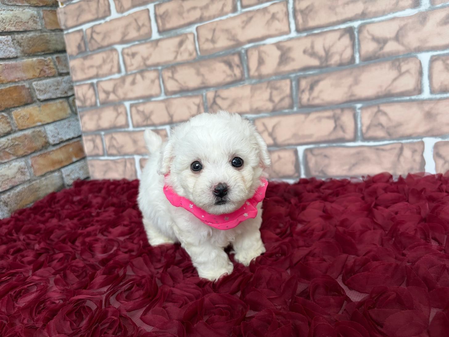 福岡県のビションフリーゼ (ぱぴぷぺっと福岡店/2026年2月13日生まれ/女の子/ホワイト)の子犬の4枚目の画像