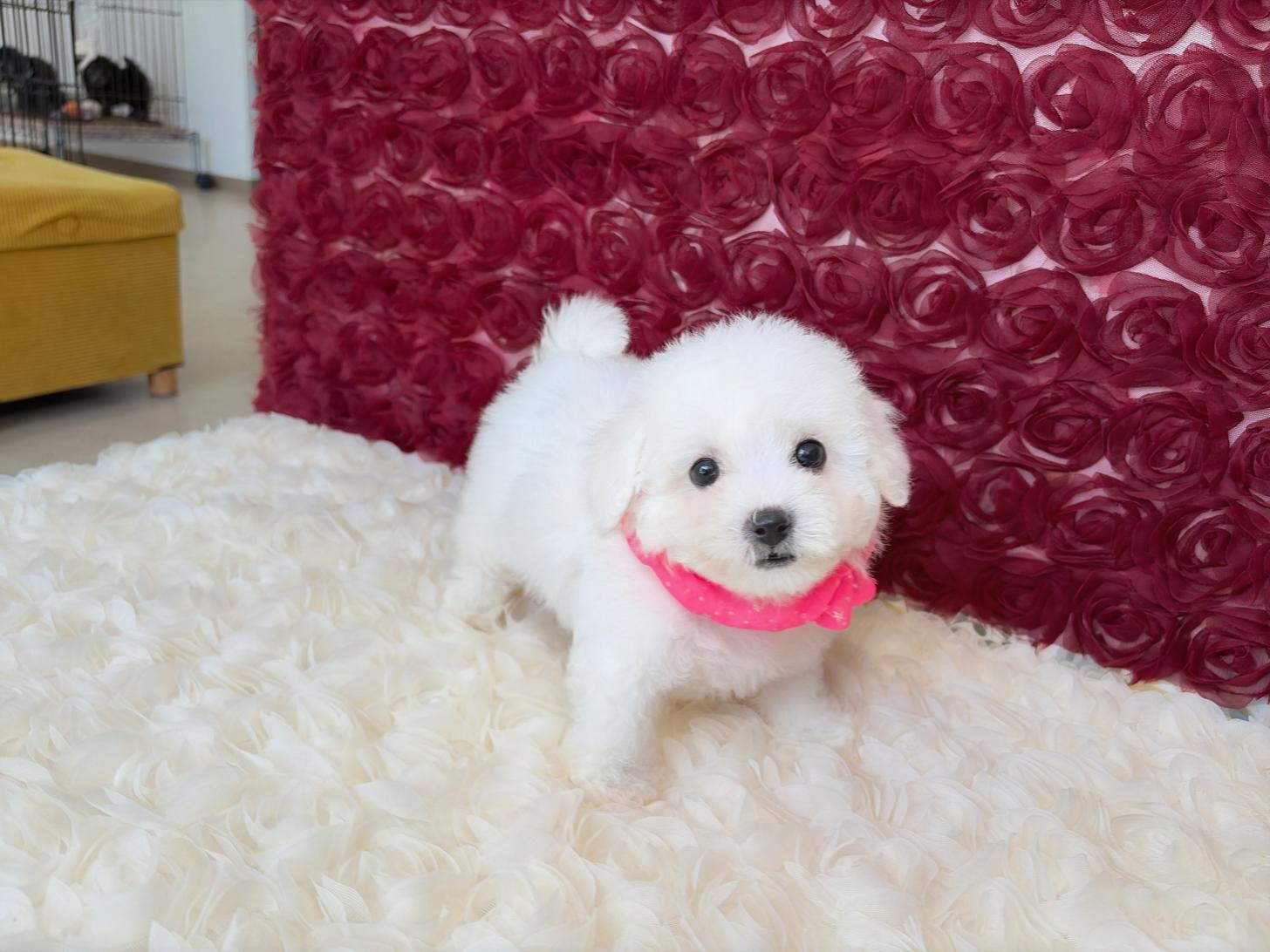 福岡県のビションフリーゼ (ぱぴぷぺっと福岡店/2026年2月13日生まれ/女の子/ホワイト)の子犬の4枚目の画像