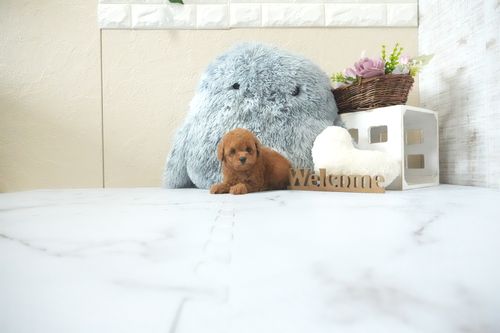滋賀県のトイプードル(タイニー) (いっぷく湖南店/2026年5月6日生まれ/男の子/レッドフォーン)の子犬の3枚目の画像