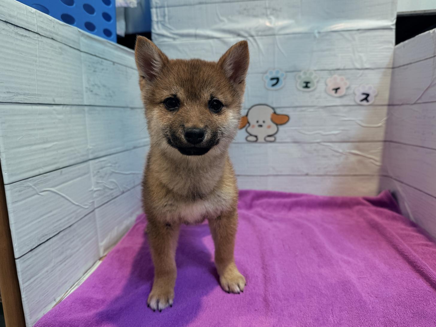 北海道の豆柴 (ペットフェイス大谷地店/2025年10月12日生まれ/男の子/赤)の子犬