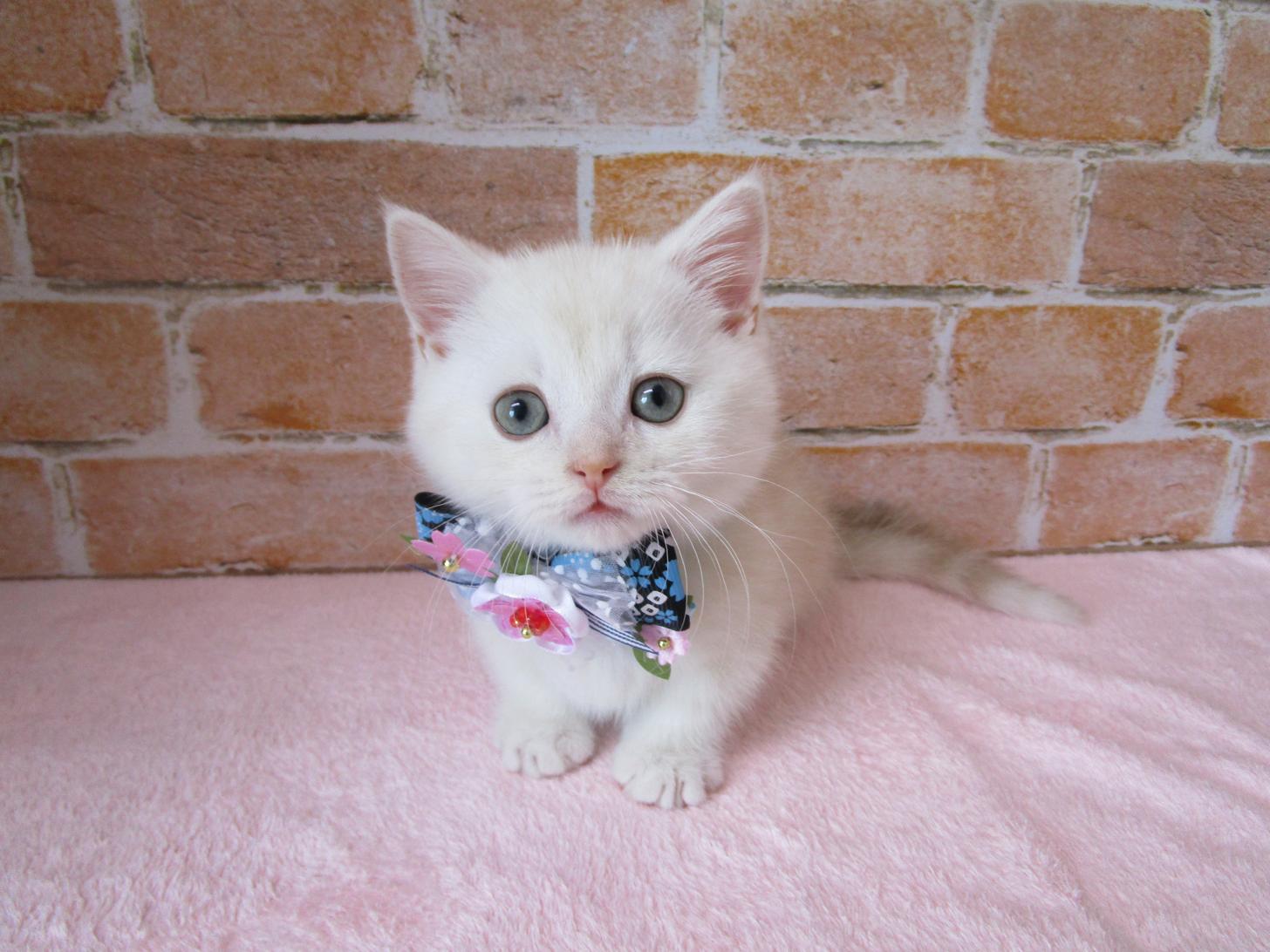 宮城県のマンチカン (ズーズーカンパニー 八乙女店/2026年2月14日生まれ/男の子/クリームタビー)の子猫の1枚目の画像