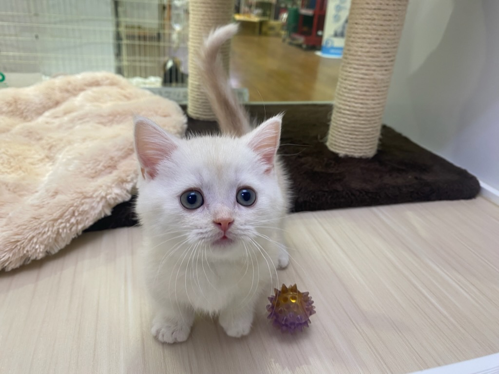 宮城県のマンチカン (ズーズーカンパニー 八乙女店/2026年2月14日生まれ/男の子/クリームタビー)の子猫の2枚目の画像