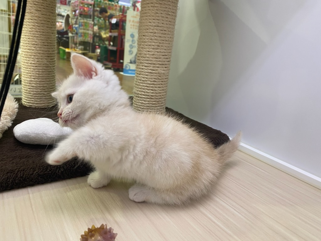 宮城県のマンチカン (ズーズーカンパニー 八乙女店/2026年2月14日生まれ/男の子/クリームタビー)の子猫の3枚目の画像