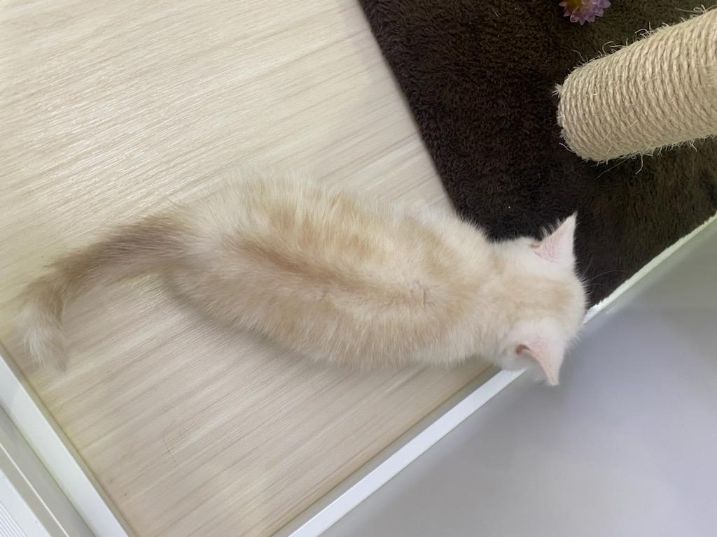 宮城県のマンチカン (ズーズーカンパニー 八乙女店/2026年2月14日生まれ/男の子/クリームタビー)の子猫の4枚目の画像