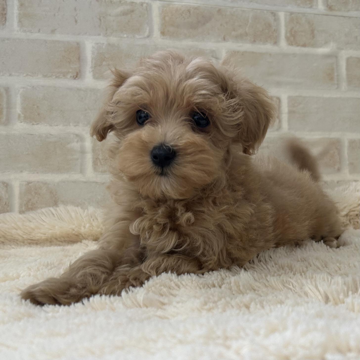 佐賀県のマルプー(マルチーズ×プードル) (スタードッグス新鳥栖店/2025年11月12日生まれ/男の子/クリーム)の子犬の1枚目の画像