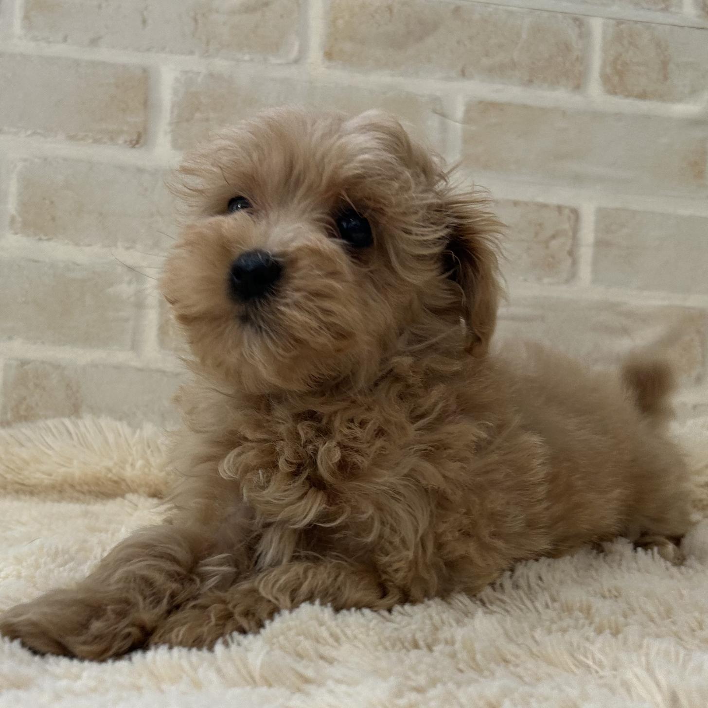 佐賀県のマルプー(マルチーズ×プードル) (スタードッグス新鳥栖店/2025年11月12日生まれ/男の子/クリーム)の子犬の2枚目の画像