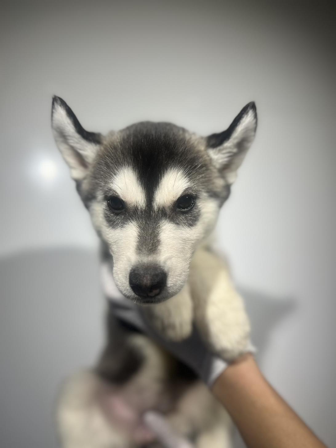 埼玉県のシベリアンハスキー (ペッツスマイル加須インター店/2025年8月30日生まれ/女の子/ブラックホワイト)の子犬の1枚目の画像