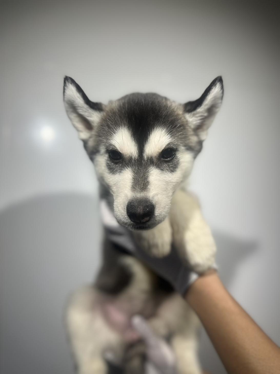 埼玉県のシベリアンハスキー (ペッツスマイル加須インター店/2025年8月30日生まれ/女の子/ブラックホワイト)の子犬の2枚目の画像