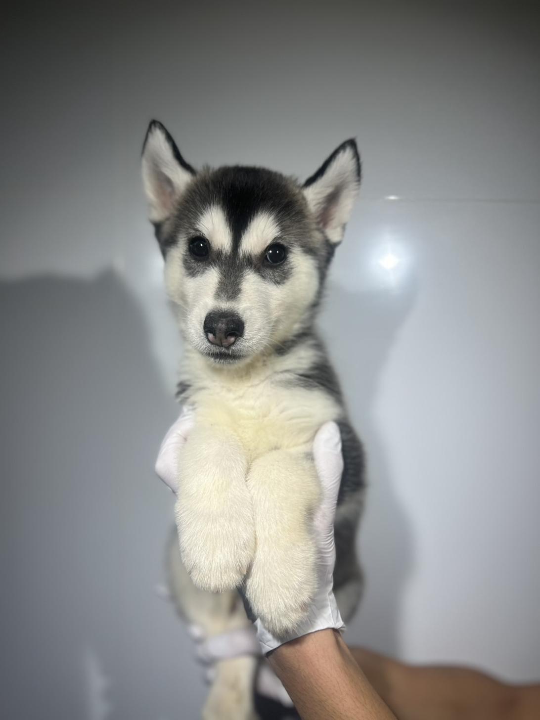 埼玉県のシベリアンハスキー (ペッツスマイル加須インター店/2025年8月30日生まれ/女の子/ブラックホワイト)の子犬の3枚目の画像