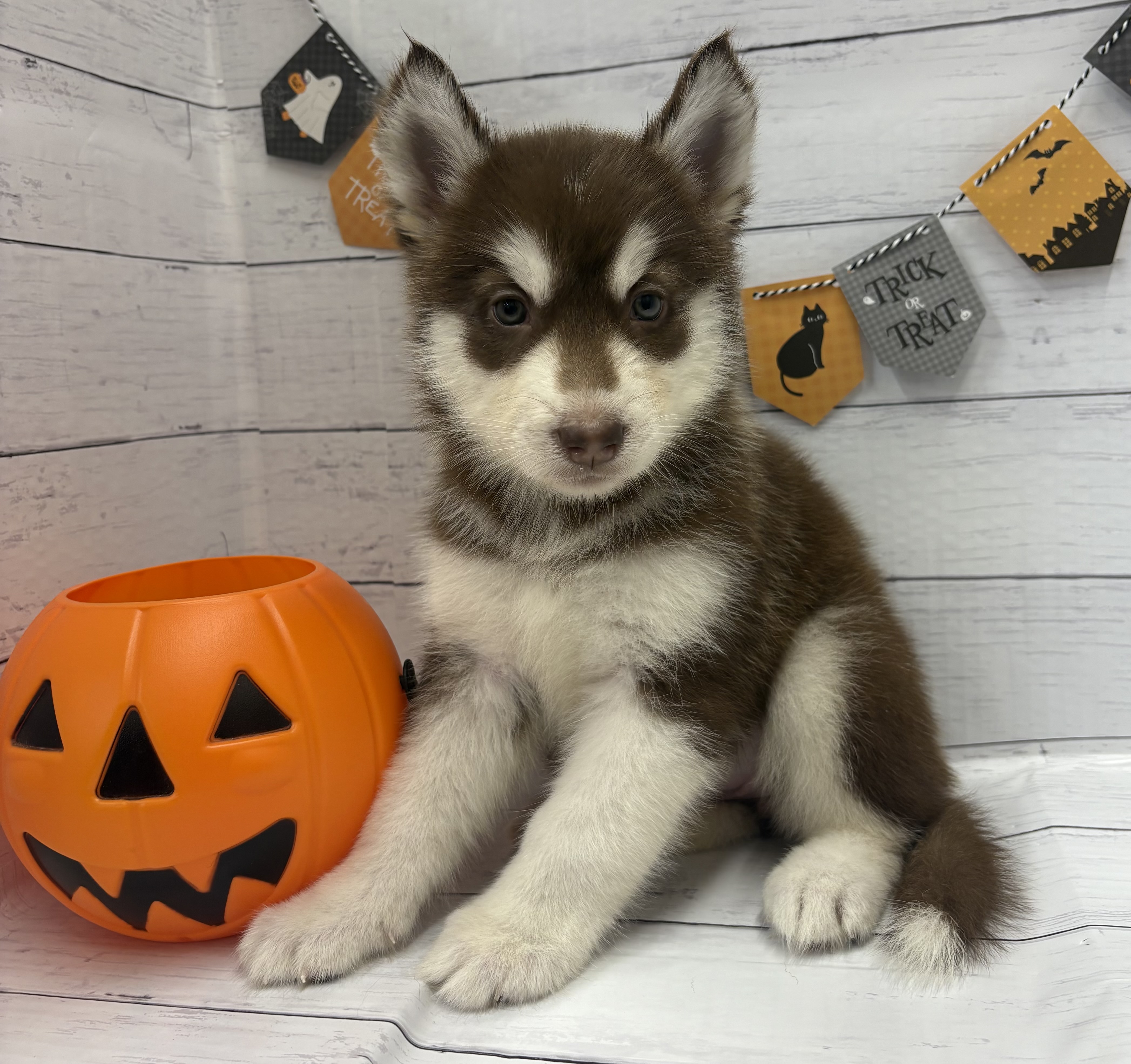 千葉県のハーフ犬・ミックス犬 (ペッツワン佐倉店/2026年8月1日生まれ/女の子/チョコレートホワイト)の子犬の1枚目の画像