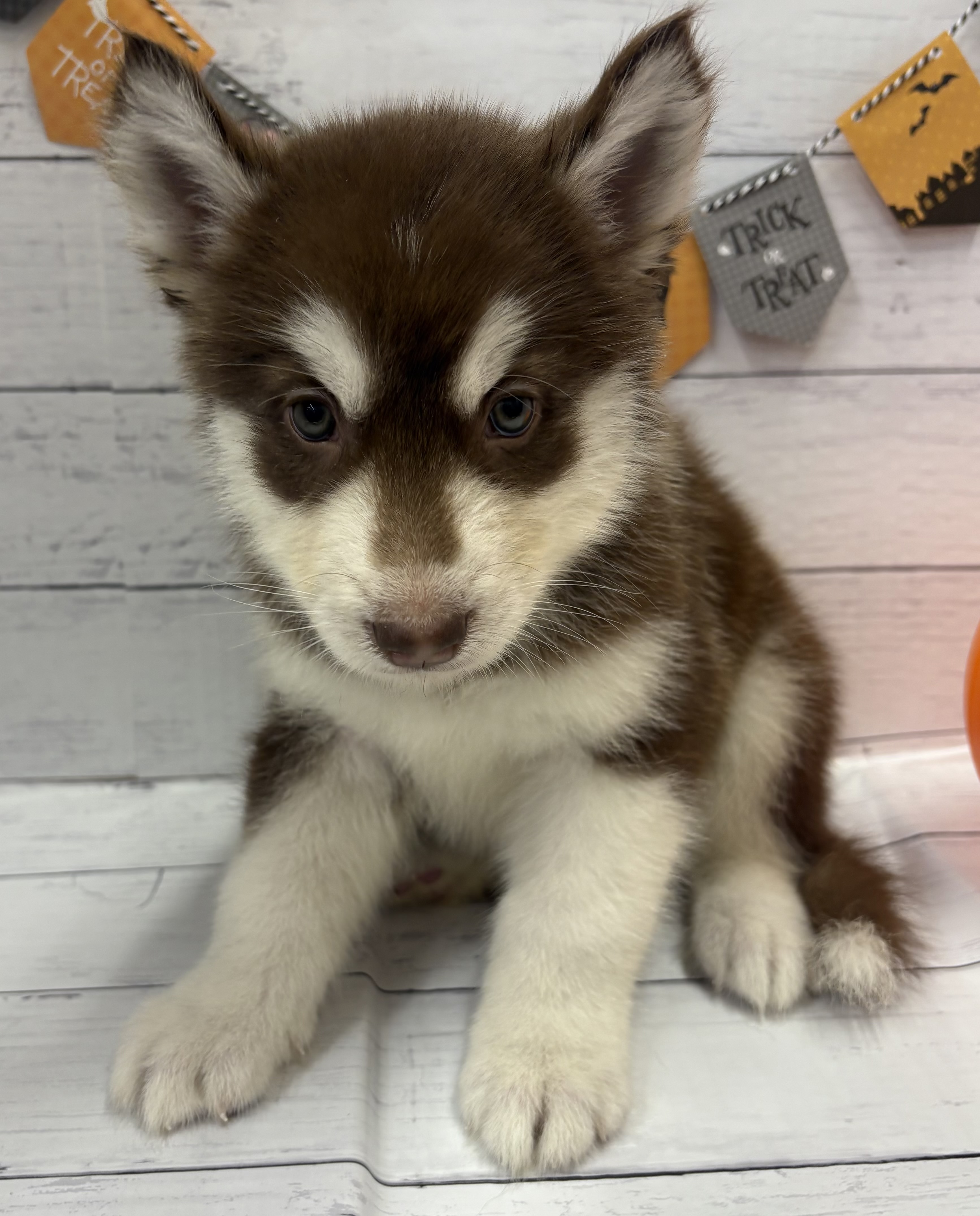 千葉県のハーフ犬・ミックス犬 (ペッツワン佐倉店/2026年8月1日生まれ/女の子/チョコレートホワイト)の子犬の2枚目の画像