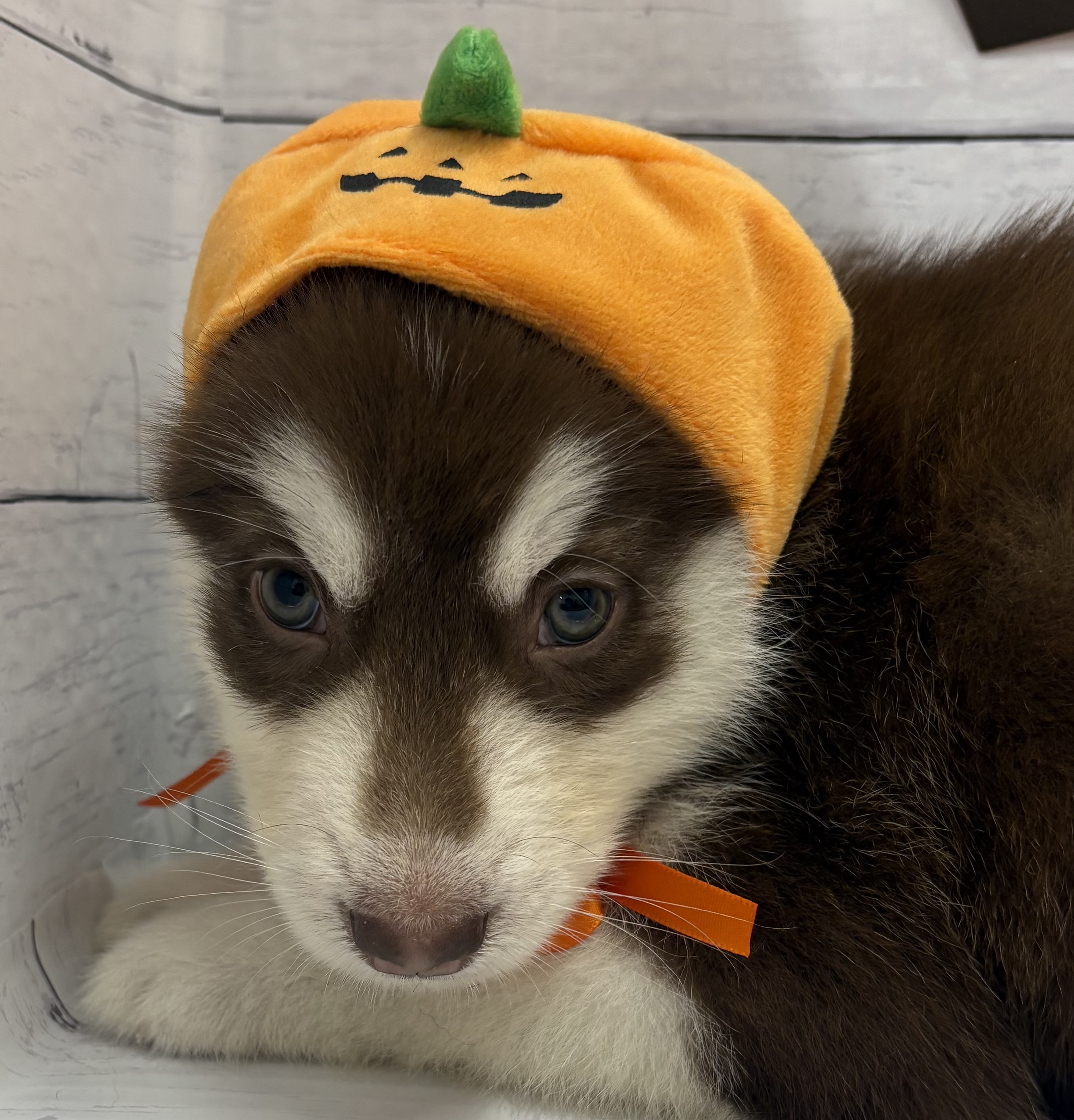 千葉県のハーフ犬・ミックス犬 (ペッツワン佐倉店/2026年8月1日生まれ/女の子/チョコレートホワイト)の子犬の3枚目の画像