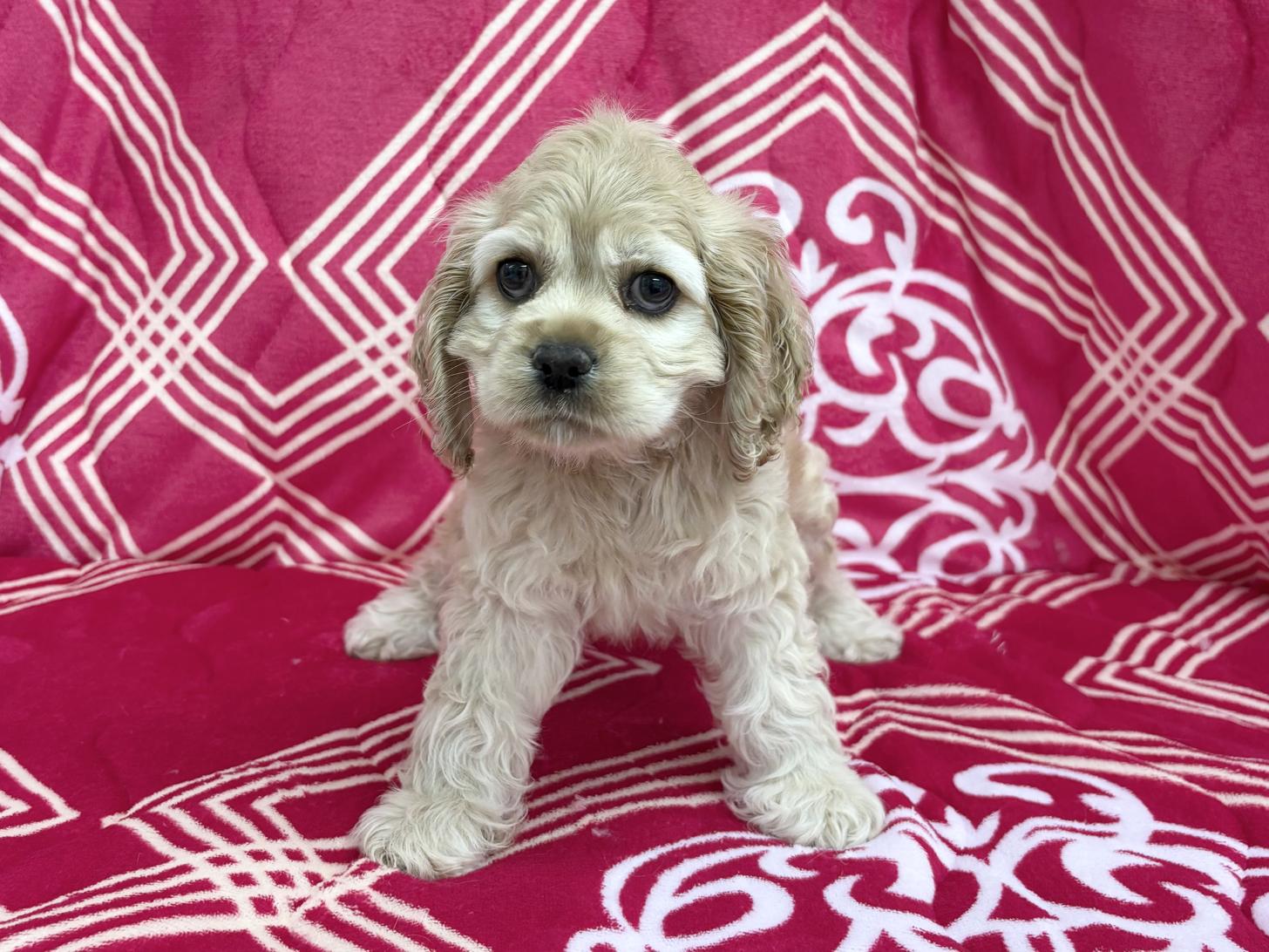 愛知県のアメリカンコッカースパニエル (ハピースペット春日井アミーゴ店/2026年1月30日生まれ/女の子/バフ)の子犬