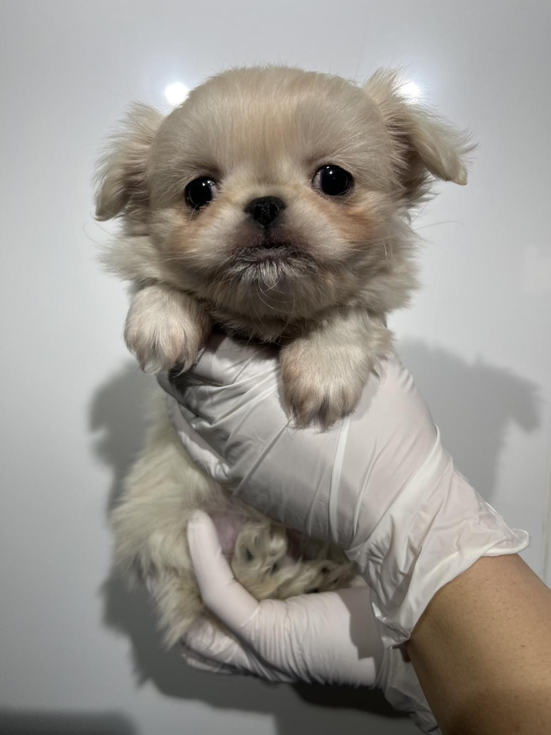 埼玉県のペキニーズ (ペッツスマイル加須インター店/2025年11月13日生まれ/女の子/ホワイト)の子犬の1枚目の画像