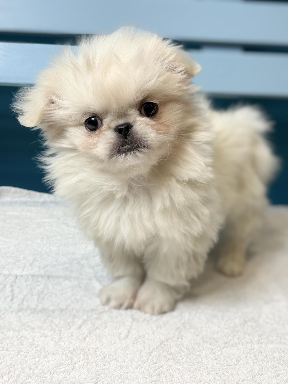 埼玉県のペキニーズ (ペッツスマイル加須インター店/2025年11月13日生まれ/女の子/ホワイト)の子犬の1枚目の画像