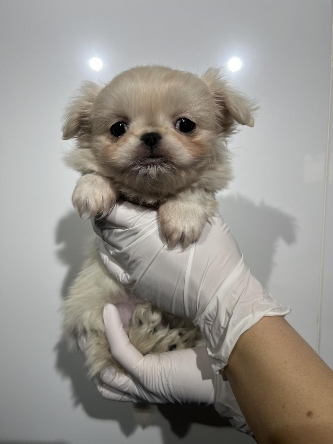 埼玉県のペキニーズ (ペッツスマイル加須インター店/2025年11月13日生まれ/女の子/ホワイト)の子犬の2枚目の画像