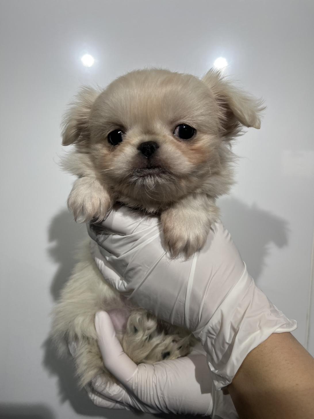 埼玉県のペキニーズ (ペッツスマイル加須インター店/2025年11月13日生まれ/女の子/ホワイト)の子犬の3枚目の画像