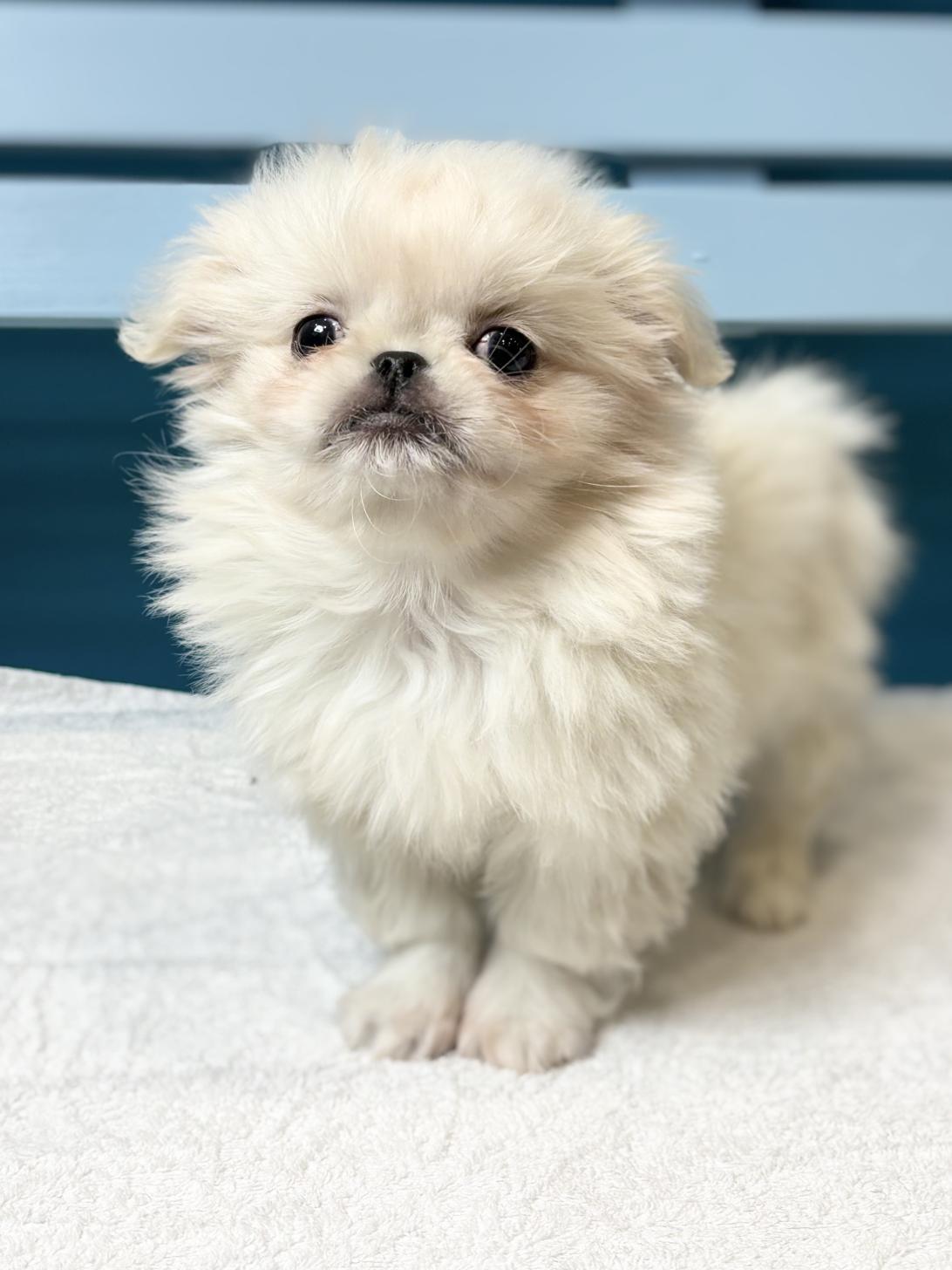 埼玉県のペキニーズ (ペッツスマイル加須インター店/2025年11月13日生まれ/女の子/ホワイト)の子犬の3枚目の画像