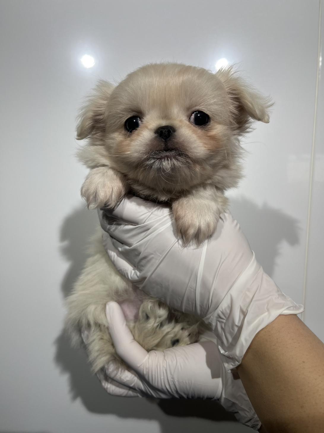 埼玉県のペキニーズ (ペッツスマイル加須インター店/2025年11月13日生まれ/女の子/ホワイト)の子犬の4枚目の画像