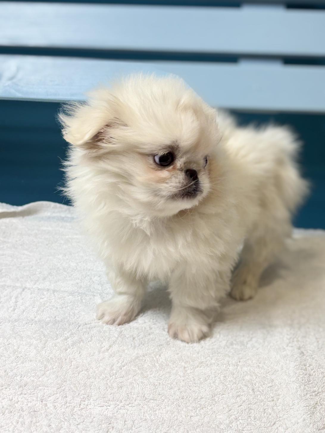 埼玉県のペキニーズ (ペッツスマイル加須インター店/2025年11月13日生まれ/女の子/ホワイト)の子犬の4枚目の画像