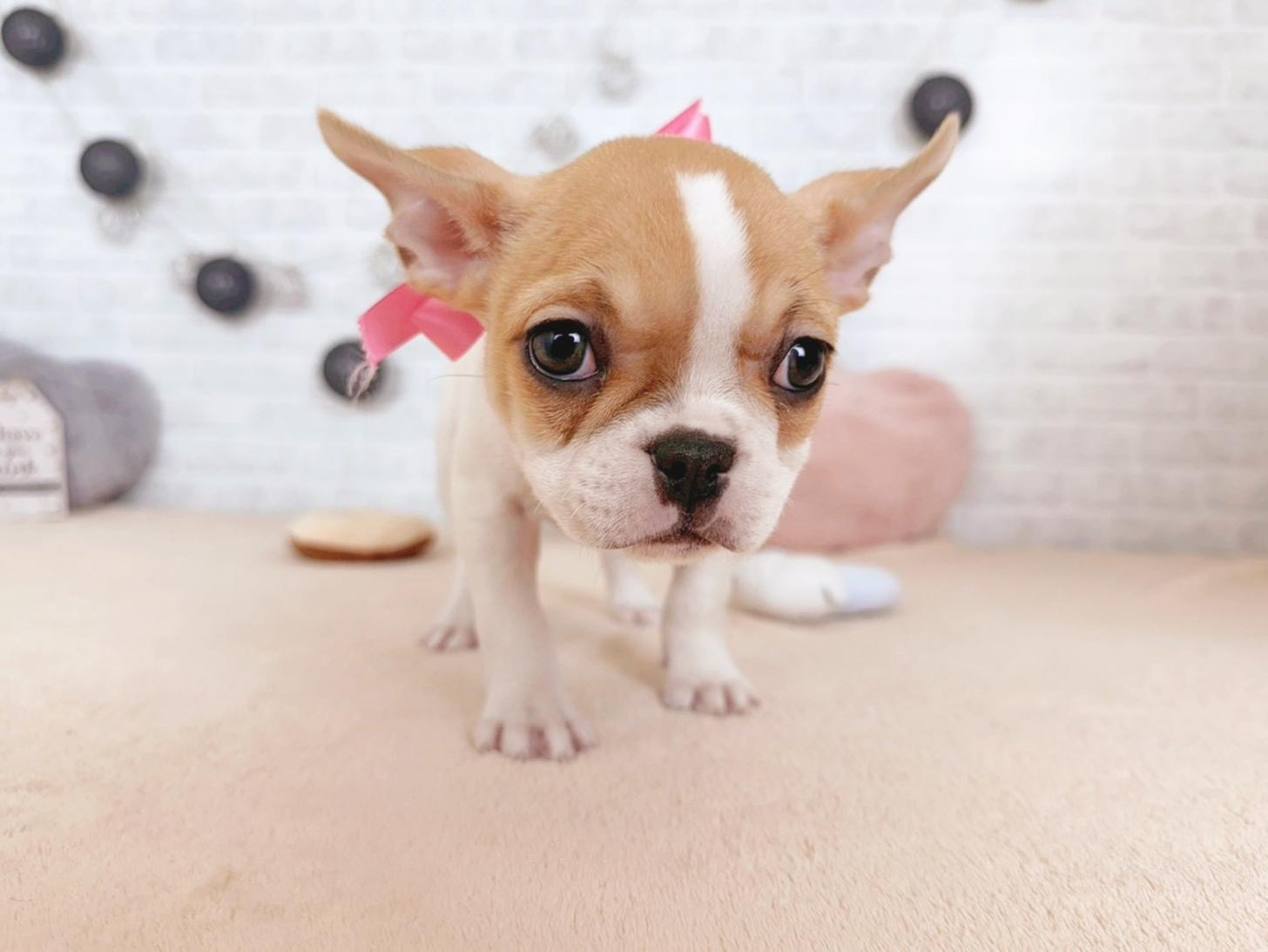 北海道のフレンチブルドッグ (ペットショップだんぼ/2025年9月23日生まれ/女の子/ホワイトフォーン)の子犬の1枚目の画像