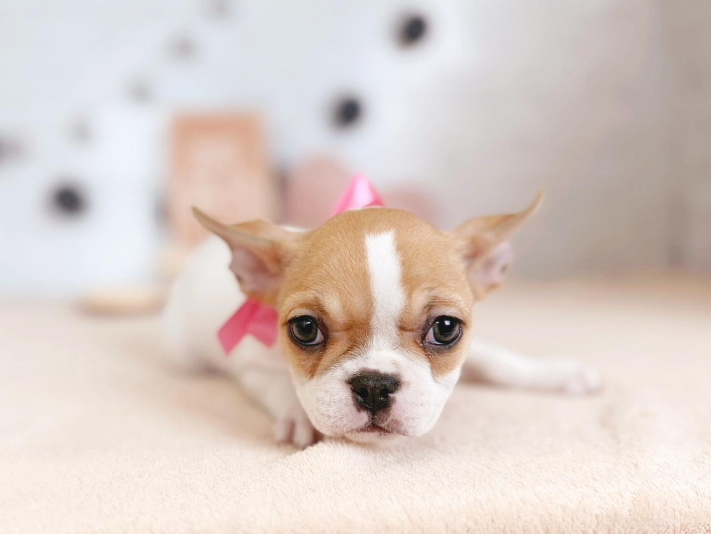 北海道のフレンチブルドッグ (ペットショップだんぼ/2025年9月23日生まれ/女の子/ホワイトフォーン)の子犬の2枚目の画像