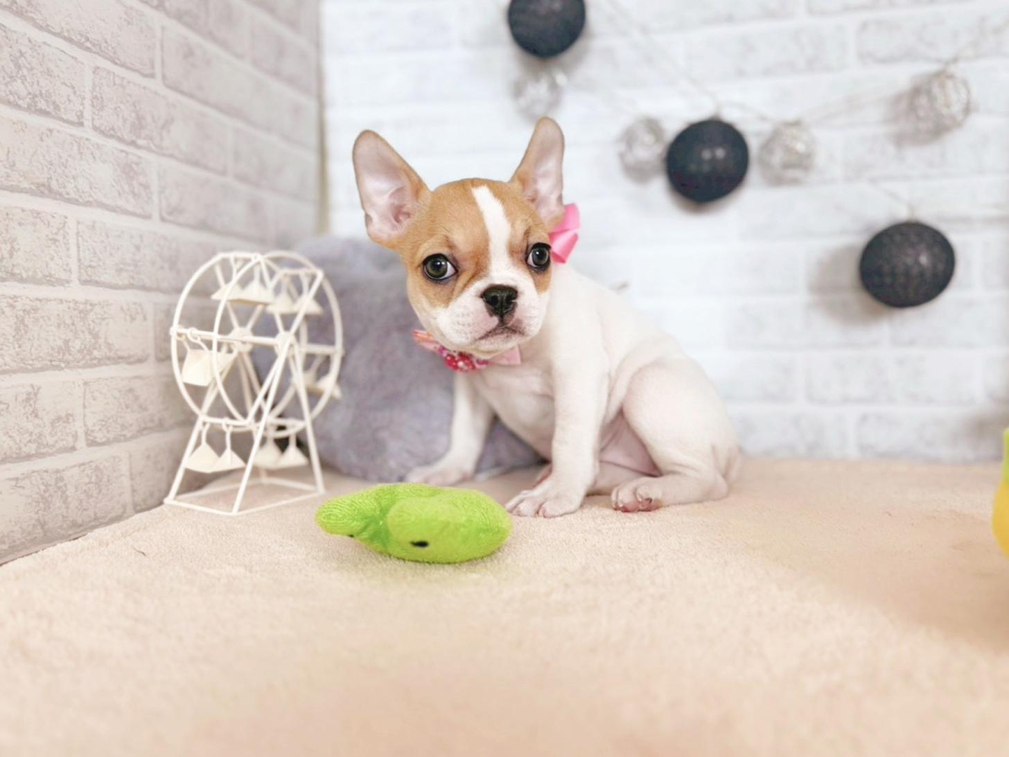 北海道のフレンチブルドッグ (ペットショップだんぼ/2025年9月23日生まれ/女の子/ホワイトフォーン)の子犬の3枚目の画像