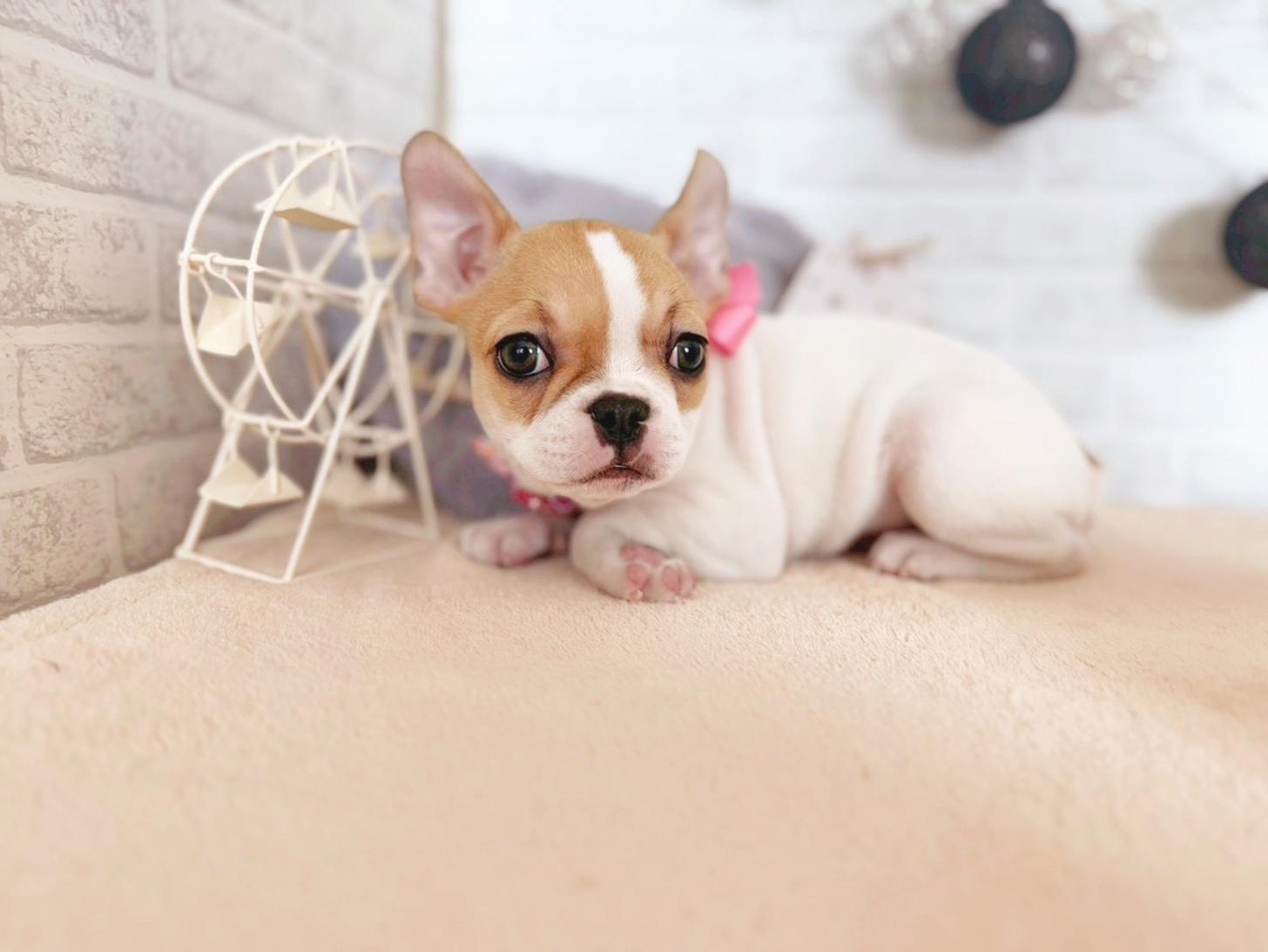 北海道のフレンチブルドッグ (ペットショップだんぼ/2025年9月23日生まれ/女の子/ホワイトフォーン)の子犬の4枚目の画像