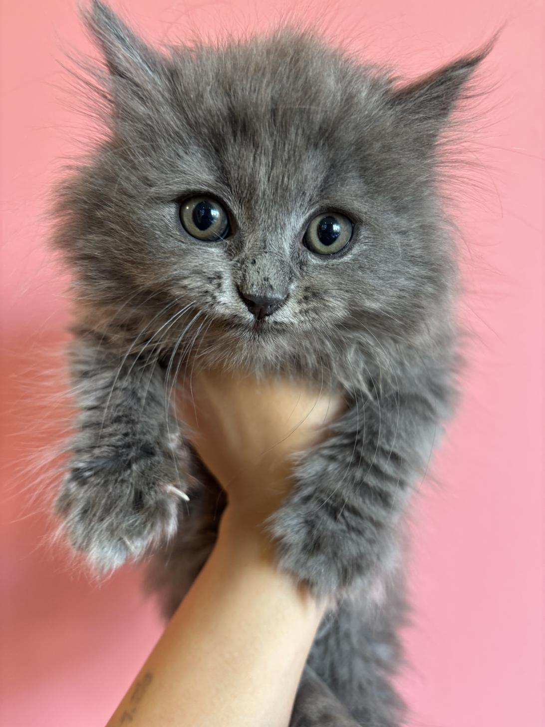 埼玉県のスコティッシュフォールド (ペッツスマイル南中野店/2025年11月14日生まれ/男の子/ブルー)の子猫の1枚目の画像