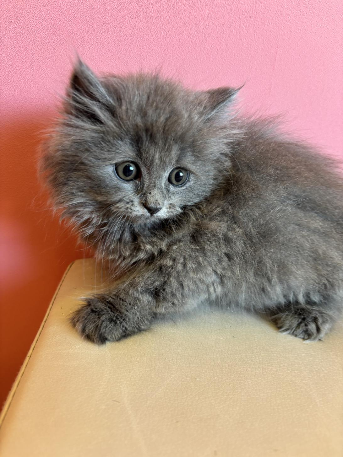 埼玉県のスコティッシュフォールド (ペッツスマイル南中野店/2025年11月14日生まれ/男の子/ブルー)の子猫の2枚目の画像