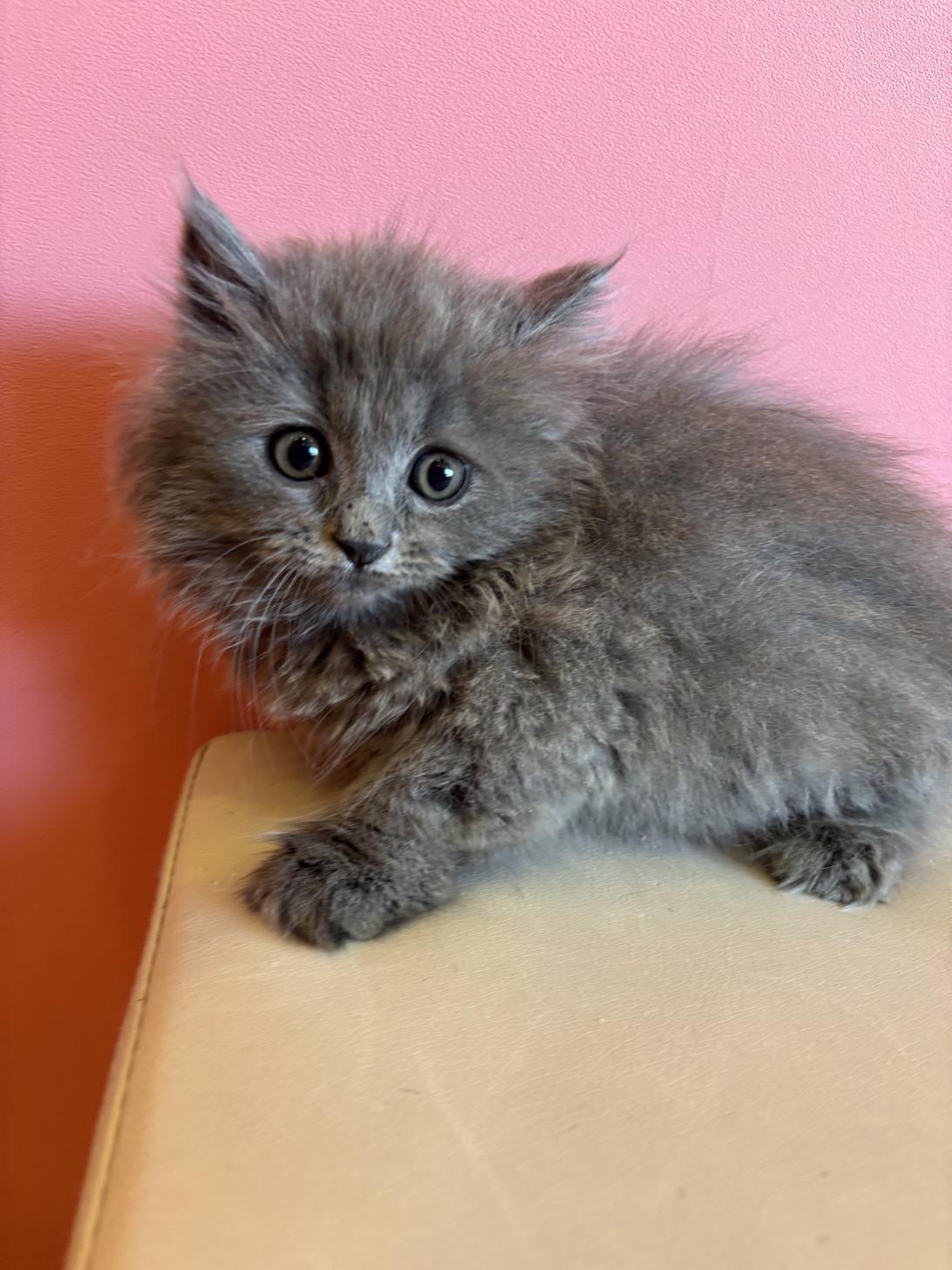 埼玉県のスコティッシュフォールド (ペッツスマイル南中野店/2025年11月14日生まれ/男の子/ブルー)の子猫の3枚目の画像