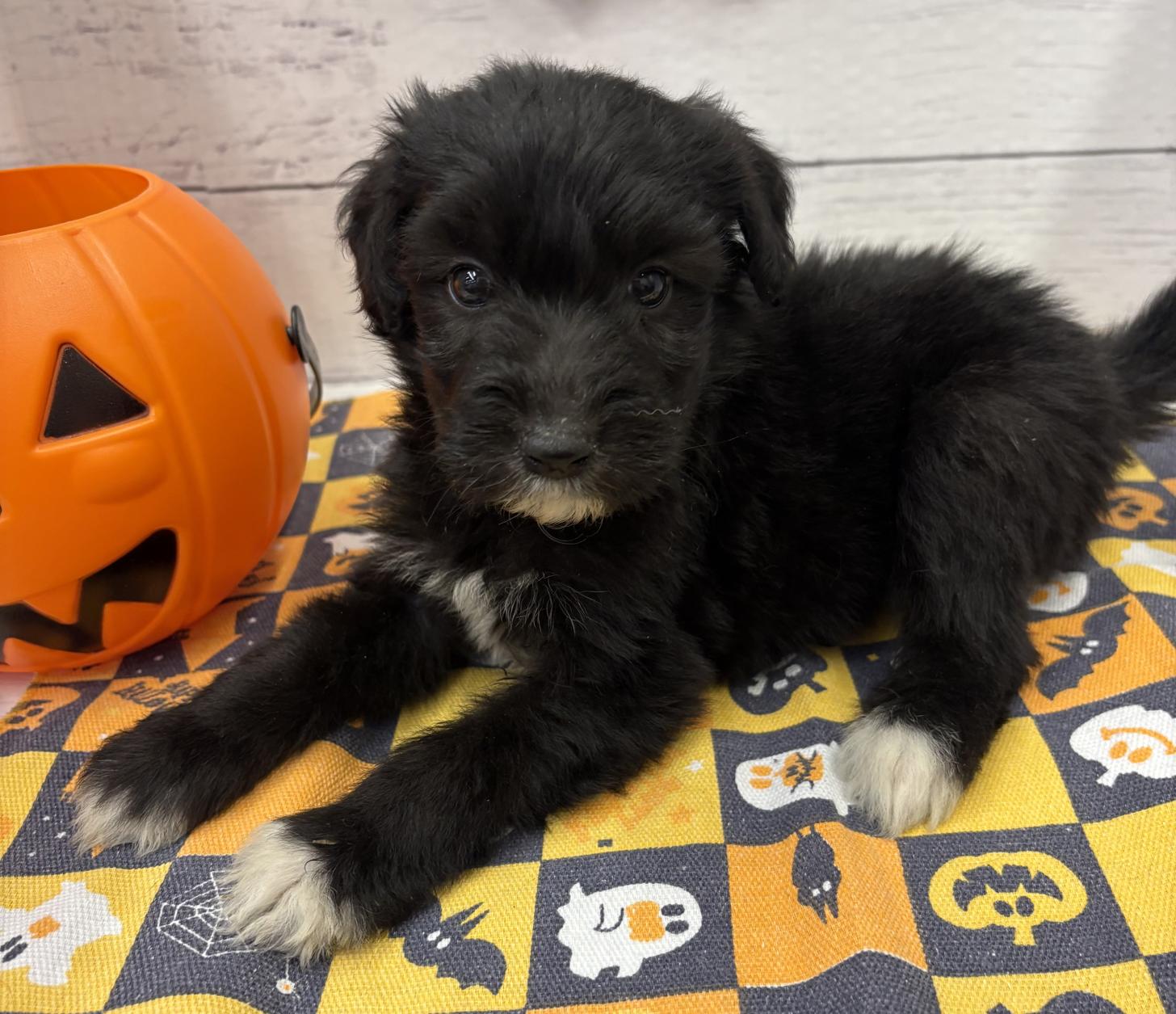 千葉県のハーフ犬・ミックス犬 (ペッツワン佐倉店/2026年8月14日生まれ/女の子/ブラックホワイト)の子犬の1枚目の画像