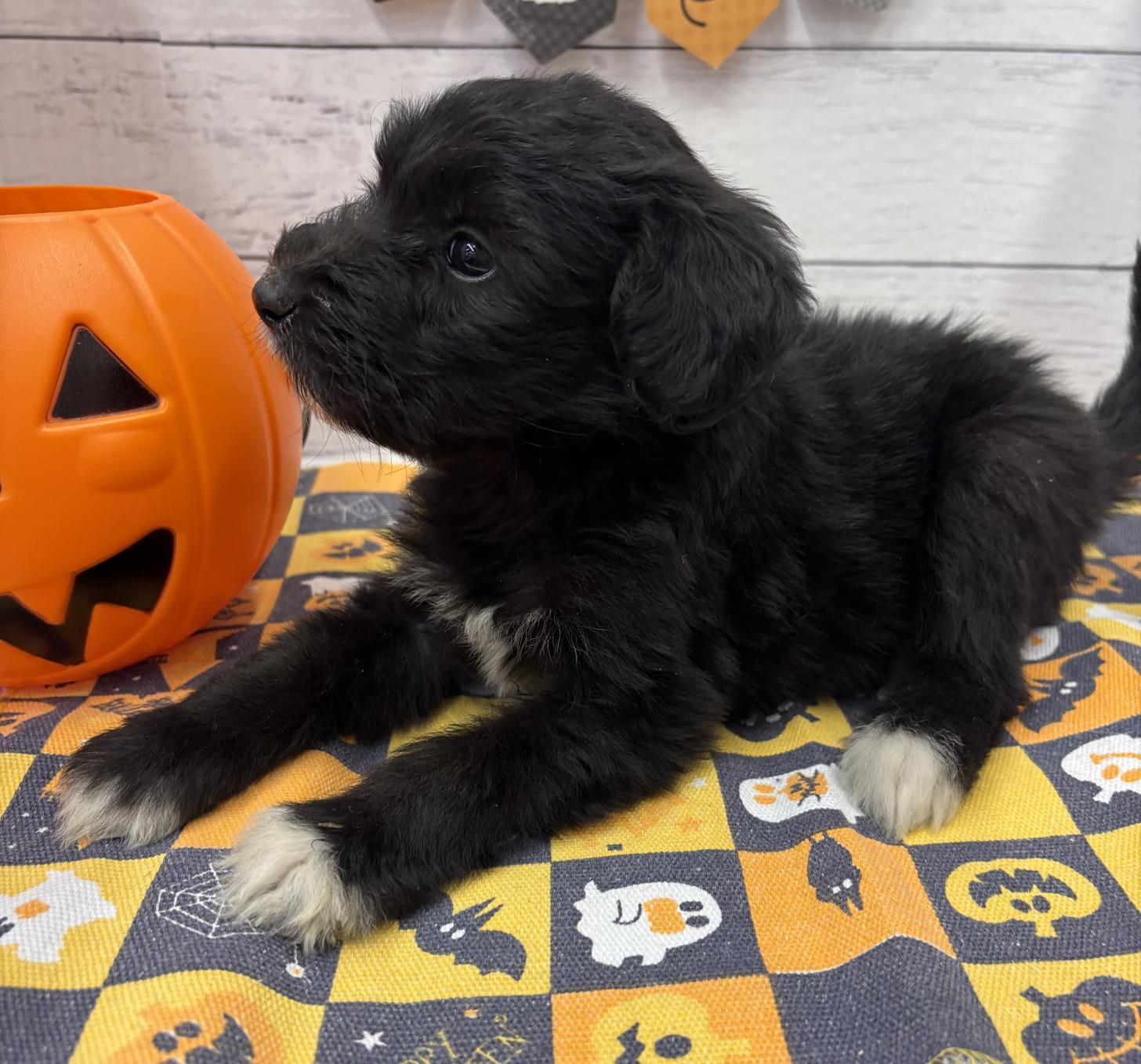 千葉県のハーフ犬・ミックス犬 (ペッツワン佐倉店/2026年8月14日生まれ/女の子/ブラックホワイト)の子犬の2枚目の画像