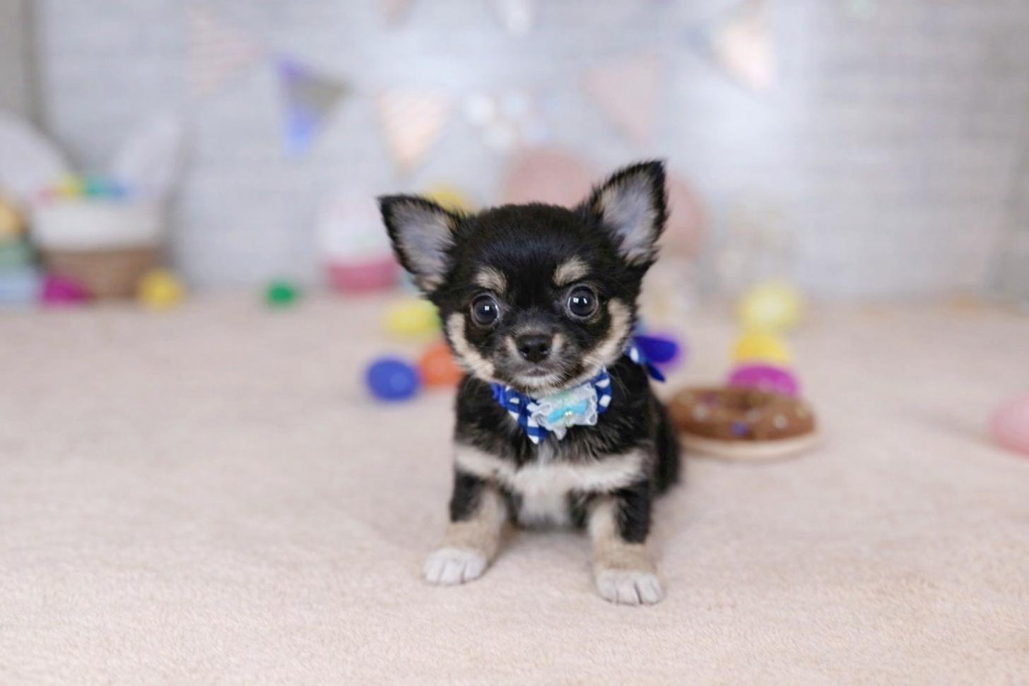 北海道のチワワ(ロング) (ペットショップだんぼ/2026年1月26日生まれ/男の子/ブラックタンホワイト)の子犬