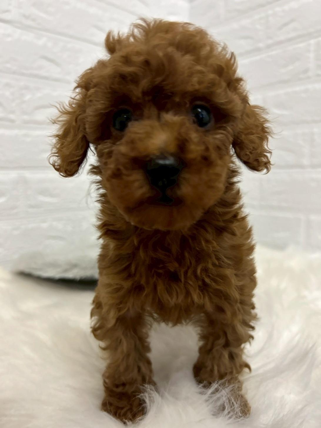 東京都のトイプードル(タイニー) (ペットショップcoco東京港区店/2026年1月11日生まれ/女の子/レッド)の子犬