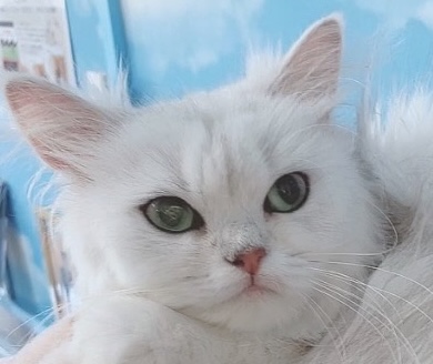 千葉県のペルシャ (Breeder & Petsalon MAU/2023年3月30日生まれ/女の子/チンチラシルバー)の子猫
