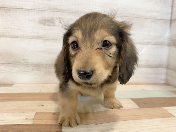 新潟県のミニチュアダックスフンド(ロング) (竹内ペット 新津本店/2026年1月19日生まれ/男の子/レッド)の子犬の1枚目の画像