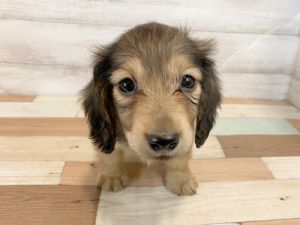 新潟県のミニチュアダックスフンド(ロング) (竹内ペット 新津本店/2026年1月19日生まれ/男の子/レッド)の子犬の2枚目の画像