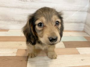 新潟県のミニチュアダックスフンド(ロング) (竹内ペット 新津本店/2026年1月19日生まれ/男の子/レッド)の子犬の3枚目の画像