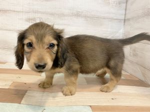 新潟県のミニチュアダックスフンド(ロング) (竹内ペット 新津本店/2026年1月19日生まれ/男の子/レッド)の子犬の4枚目の画像