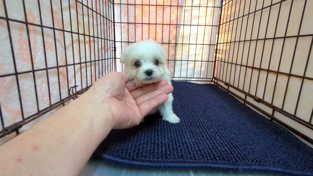 茨城県のマルチーズ (ペットショップスズキ/2025年12月11日生まれ/男の子/ホワイト)の子犬