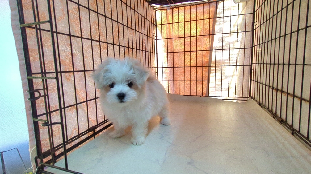 茨城県のマルチーズ (ペットショップスズキ/2025年12月11日生まれ/男の子/ホワイト)の子犬