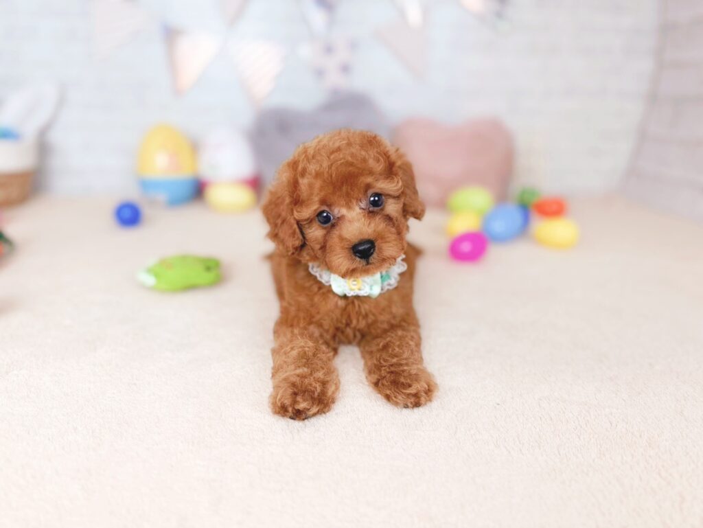 北海道のトイプードル(トイ) (ペットショップだんぼ/2026年7月2日生まれ/男の子/レッド)の子犬の2枚目の画像