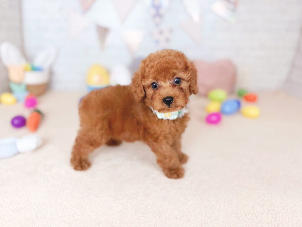 北海道のトイプードル(トイ) (ペットショップだんぼ/2026年7月2日生まれ/男の子/レッド)の子犬の3枚目の画像